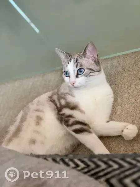 Chat perdu, stérilisé, câlin, Pirey - photo