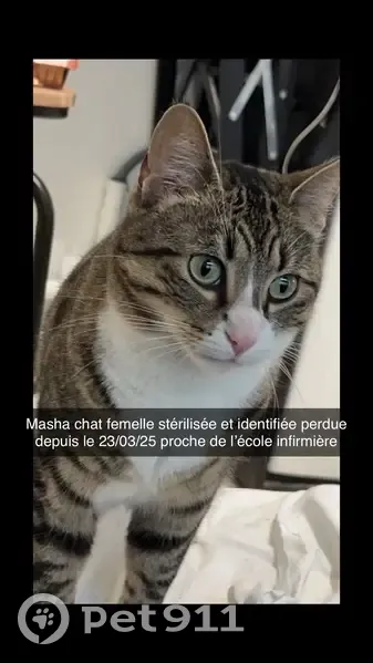 Chat perdu, rue Chabrillan, Montélimar - photo