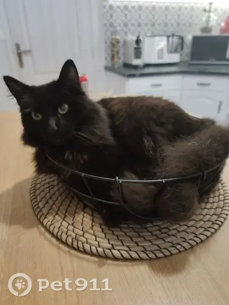 Chat noir perdu à Nozay, rue Meunière - photo