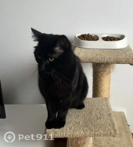 Chat noir mâle perdu, sociable et pucé - photo