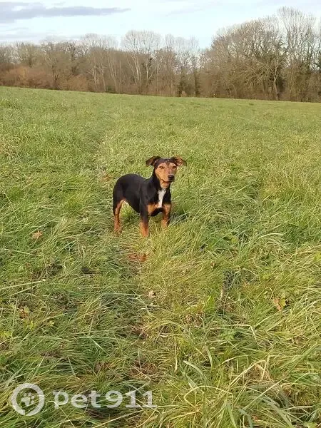 Deux Jack Russel perdus à Soumoulou - photo
