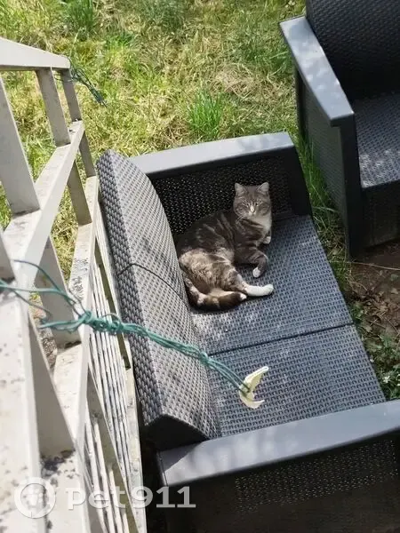Jeune chat mâle trouvé à Ostwald - photo