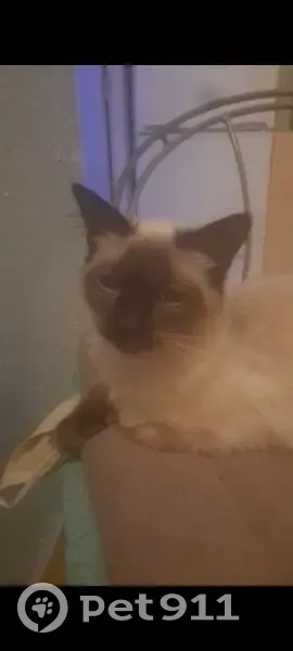 Chat siamois blanc perdu, récompense offerte - photo