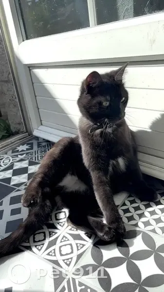 Chat noir perdu à Poitiers, rue Renaudot - photo