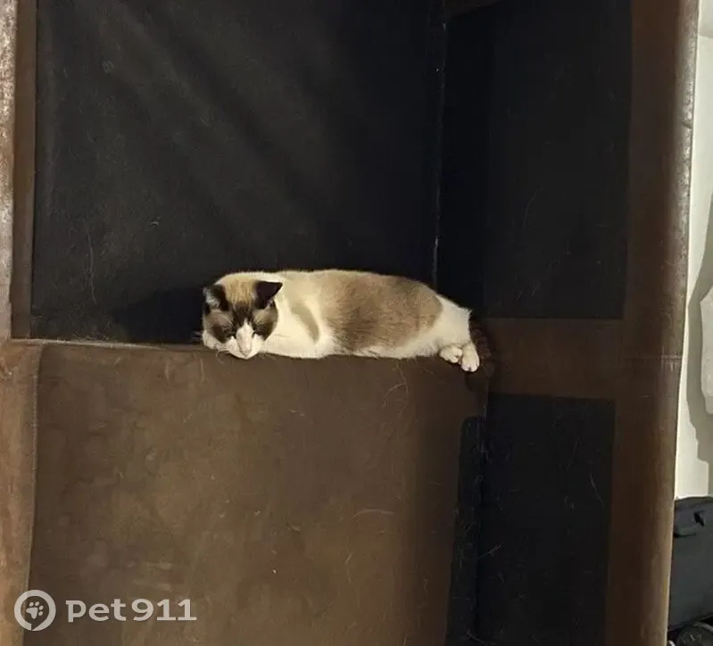 Chatte Coco disparue à Pessac, pelage tricolore - photo