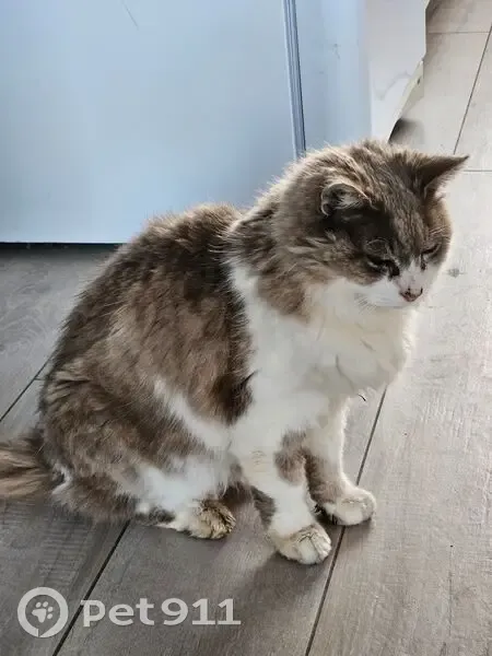 Chat norvégien âgé perdu à Labatut - photo