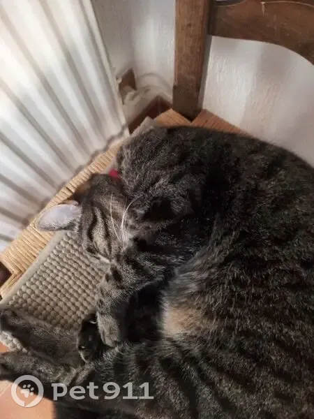 Chat perdu Allauch, collier rose - photo