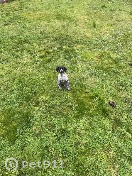 Chienne croisée disparue à Trélazé - photo
