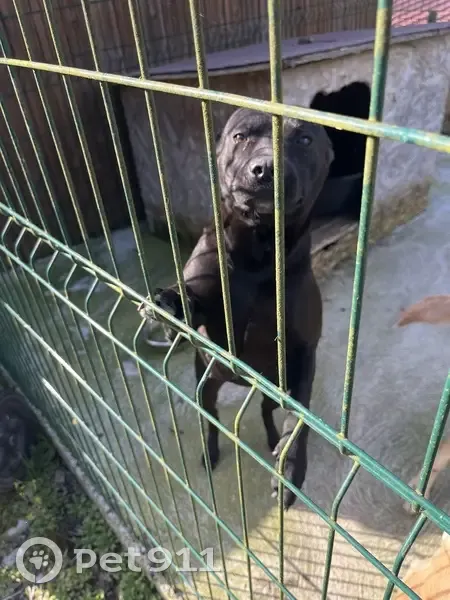 Chienne trouvée à Saint-Hilaire-le-Châtel - photo