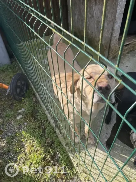 Chienne unie œil trouvée, propriétaire recherché - photo