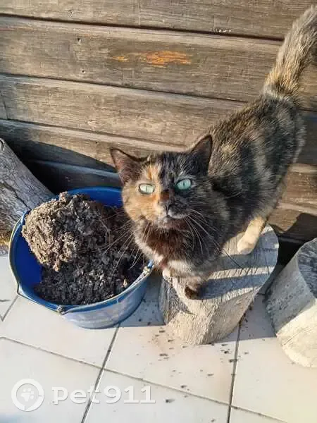 Chat trouvé à Montaigu-de-Quercy - photo