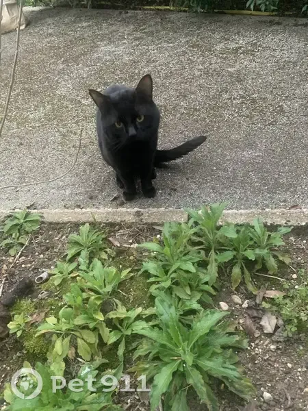 Chat noir trouvé à Bois-Colombes - photo