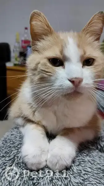 Chat mâle roux-blanc perdu à Sénas - photo