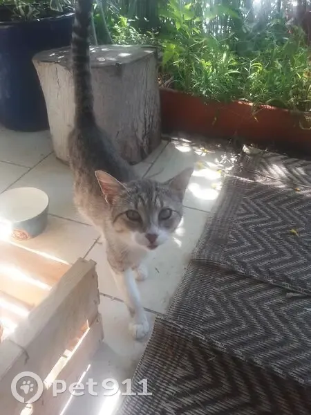 Jeune chat câlin trouvé à Trois-Rivières - photo