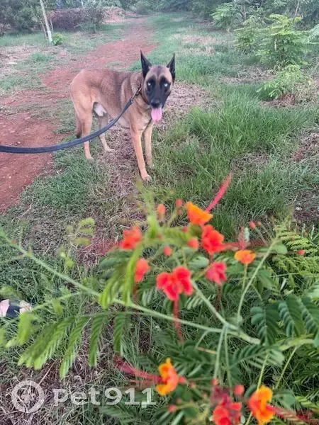 Chien Malinois castré trouvé au port - photo
