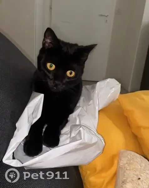 Chat Baghera disparu à Argenteuil - photo