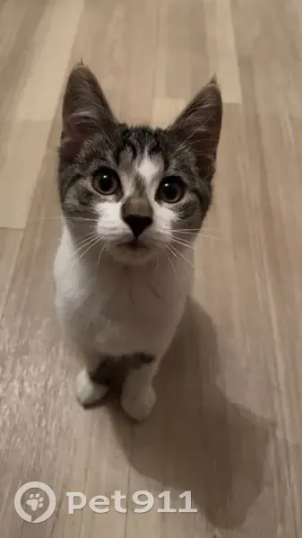 Chat perdu, peureux, Avenue Haute Loge - photo