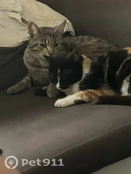 Chat tigré 