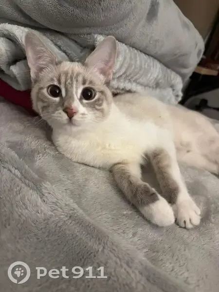 Chaton blanc perdu à La Garde (4 mois) - photo