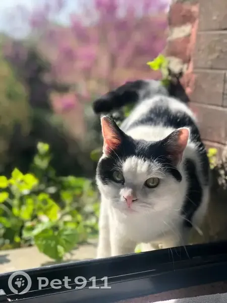 Chatte européenne perdue à Béthune - photo