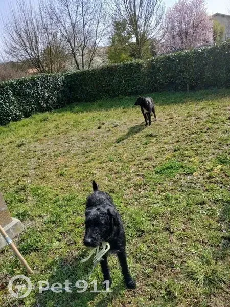 Chien noir trouvé à Beaulieu-Sous-Parthenay - photo