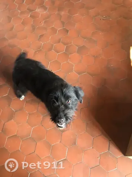 Chien trouvé à Annay, Les Vallots (59) - photo
