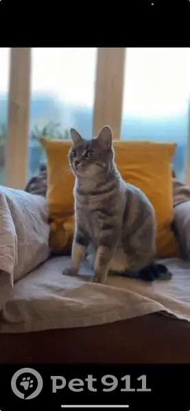Chatte grise perdue aux Prébendes - photo