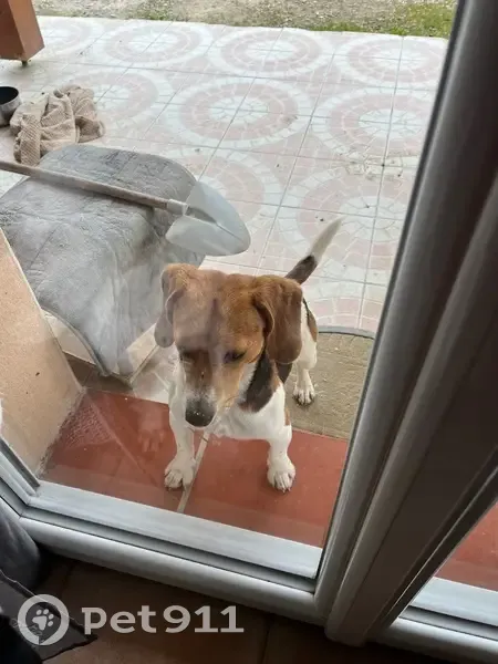 Beagle mâle trouvé à Lauzerte (71) - photo