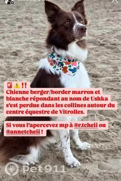 Border collie femelle perdue à Vitrolles - photo