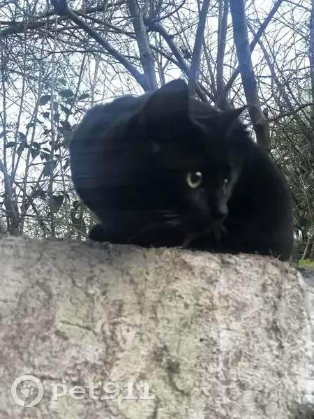 Chat noir mâle trouvé à Cadillac - photo