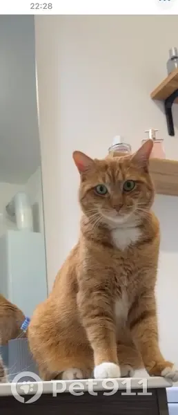 Chat tigré roux perdu à Lesquin - photo