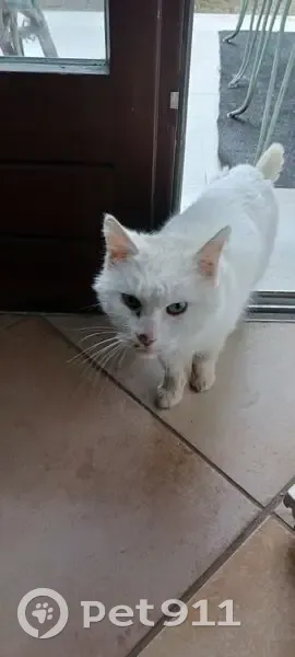 Chat affamé trouvé à Corbas - photo