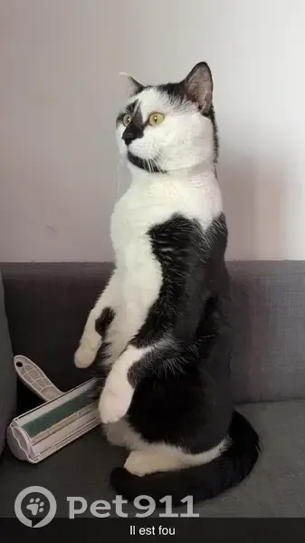 Chat noir et blanc perdu à Gargas - photo