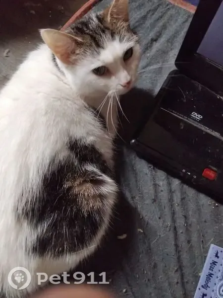 Chatte Blanche Tachetée Perdue à Limoges - photo