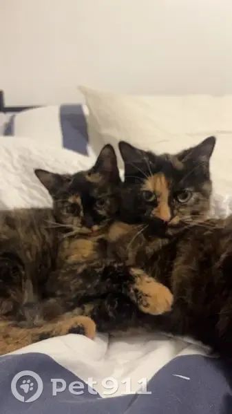 Deux jeunes chattes tricolores perdues - photo