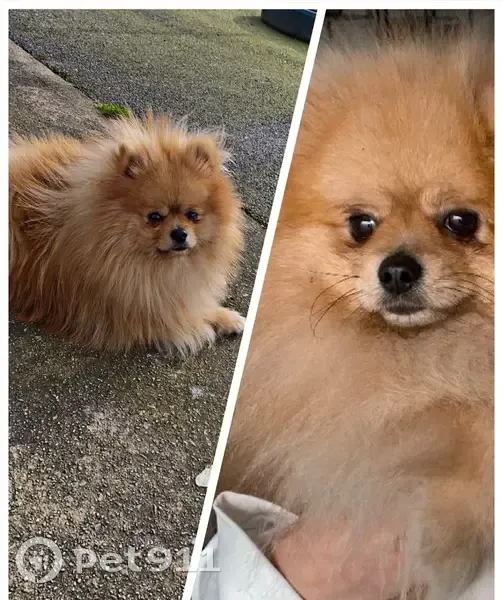 Spitz nain beige disparu à Le Chesnay - photo