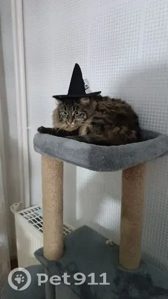 Chatte tigrée disparue, Rennes Volclair - photo