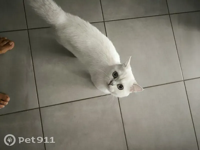 Chatte persane douce trouvée à Communay - photo
