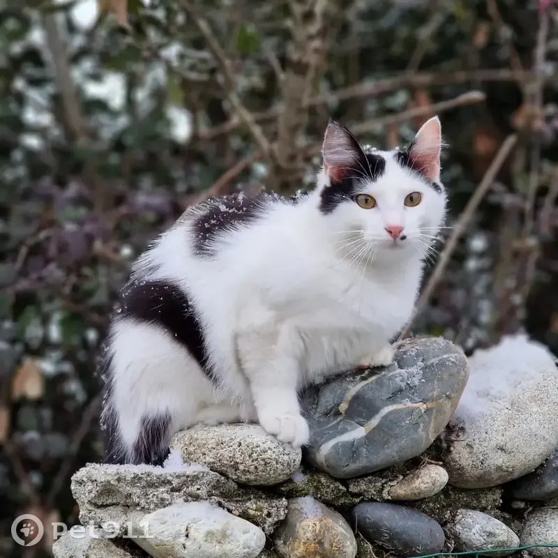 Chatte disparue à Siros, rue Carrerasse - photo
