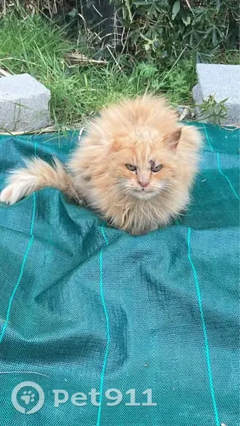 Chat roux à poil long trouvé, sociable - photo