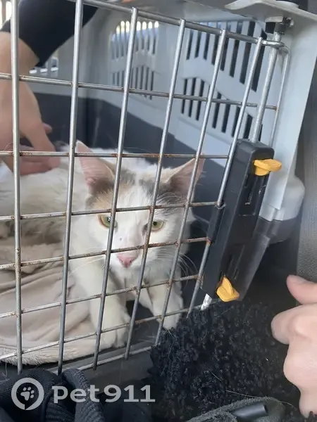 Chatte trouvée, Bagnolet, collier vert - photo