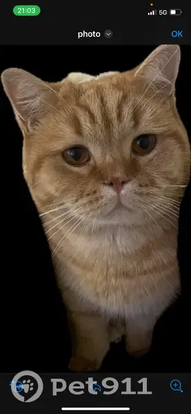 Chat roux perdu à Saint-Castin - photo