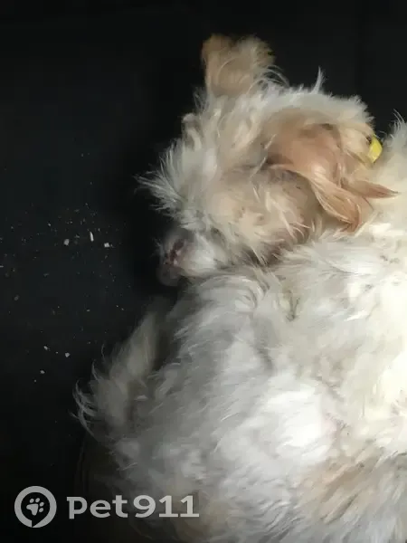 Chien mâle apeuré trouvé à Porticcio - photo