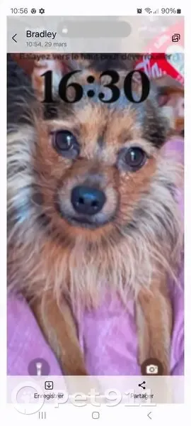 Chien perdu à Coulommiers : Tangi, 4 ans - photo