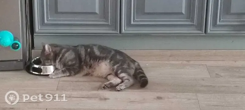 Chat Gris Magnus 3 Ans Disparu Nouzerines - photo