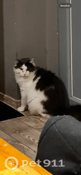 Chat perdu : dodu gris-blanc, patte handicapée - photo