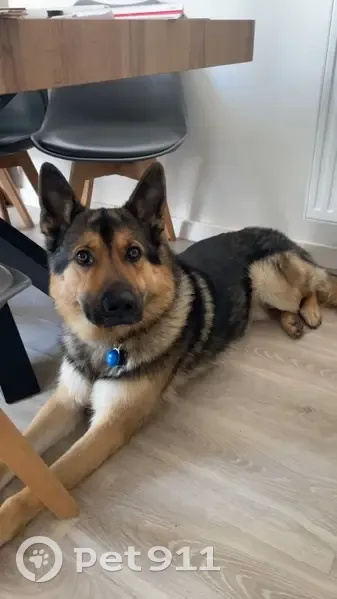 Chien perdu : Berger allemand, 2 ans, Bois-Colombes - photo