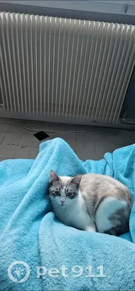 Chatte crème-blanche perdue à La Couronne - photo