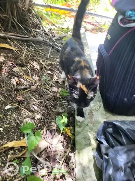 Chatte trouvée à Gosier, cherche propriétaires - photo