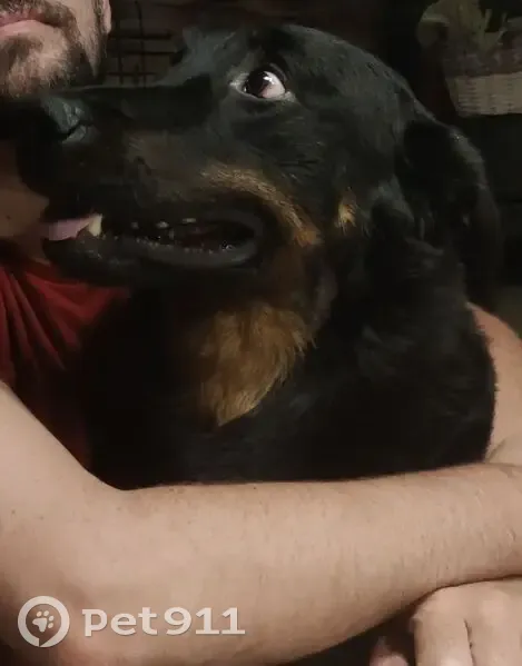 Beauceron mâle 5 ans perdu à Béthune - photo